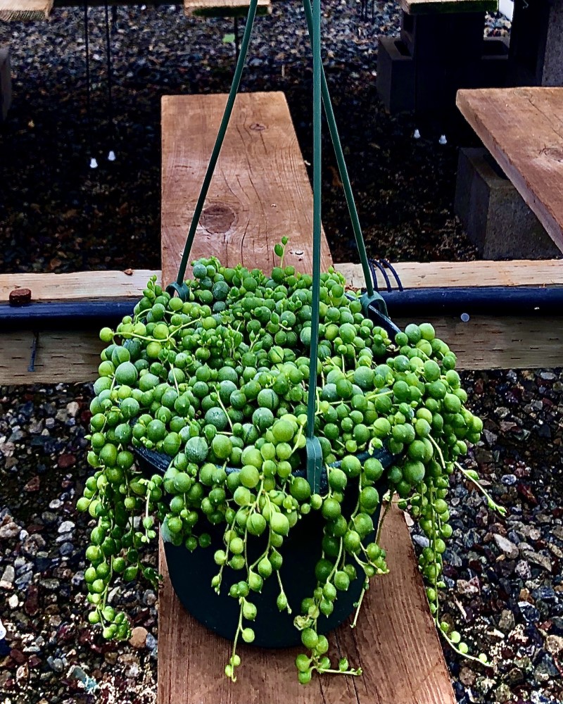 String of Pearls 6"