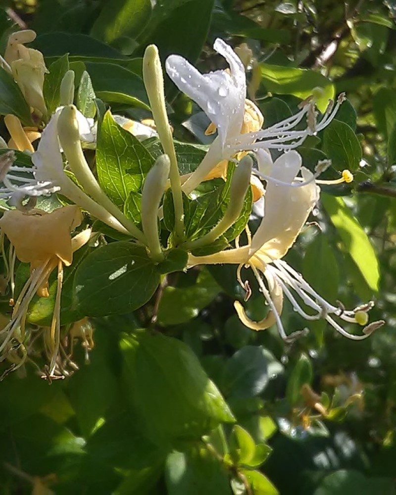 Hall's Japanese Honeysuckle<br><i>Lonicera japonica Halliana</br></i>