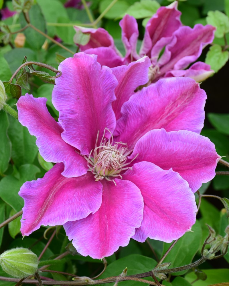 Dr. Ruppel Clematis #1<br><i>Clematis Dr. Ruppel</br></i>