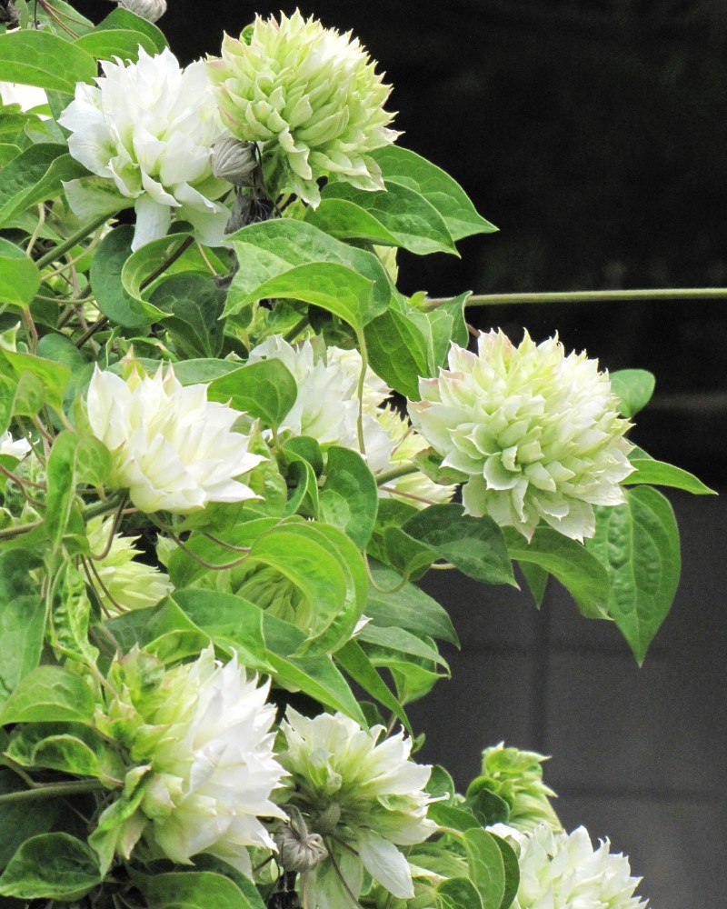 Clematis Duchess of Edinburgh #1