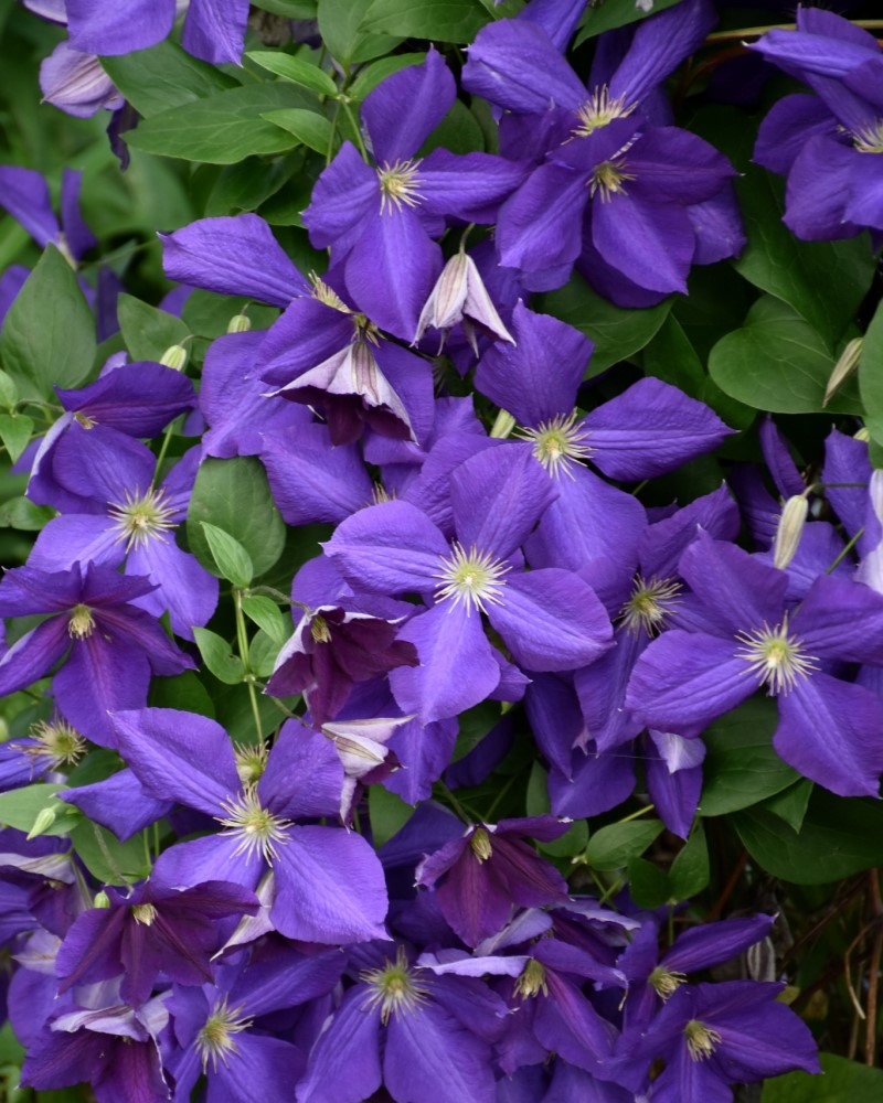 Jackmanii Clematis #1<br><i>Clematis Jackmanii</br></i>