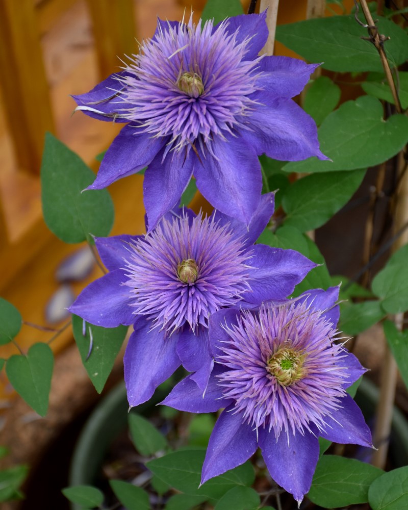 Multi Blue Clematis #1<br><i>Clematis Multi Blue</br></i>