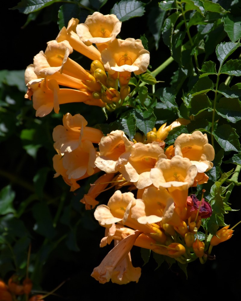 Trumpet Vine Flava #1