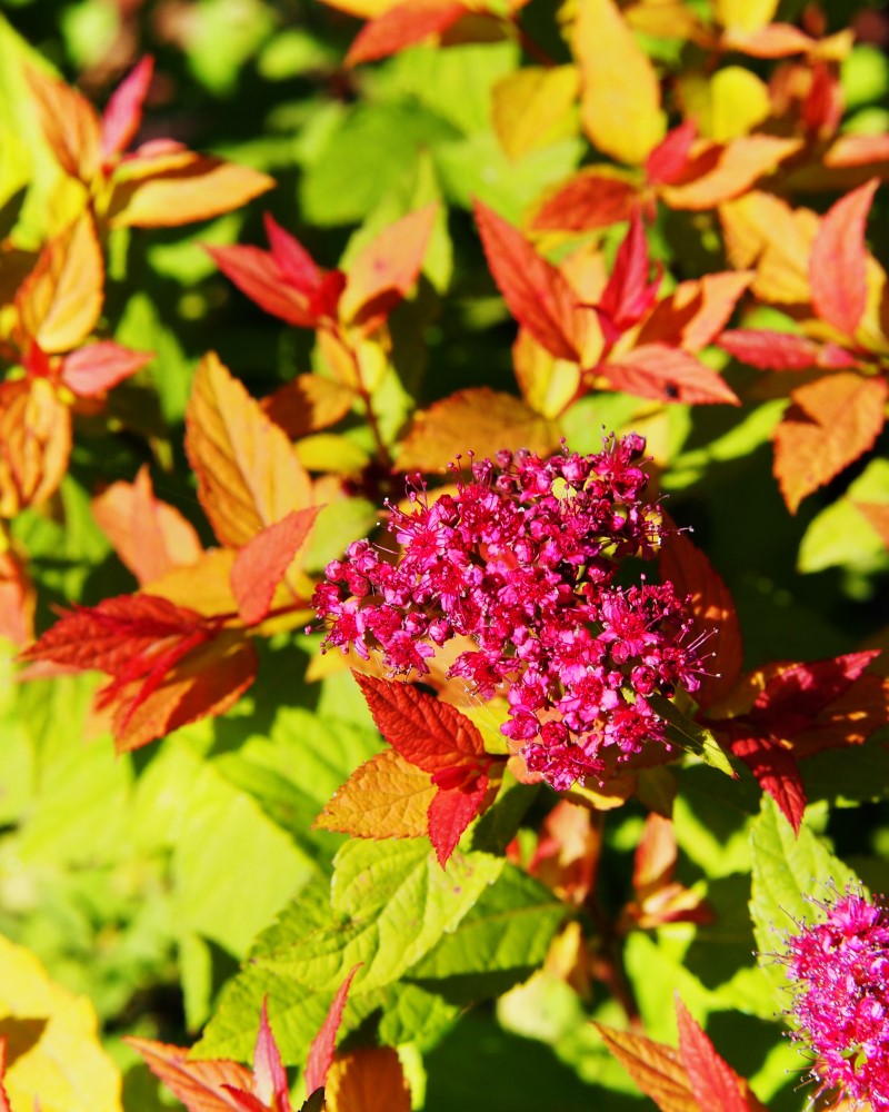 Goldflame Spirea #5<br><i>Spiraea x bumalda Goldflame</br></i>