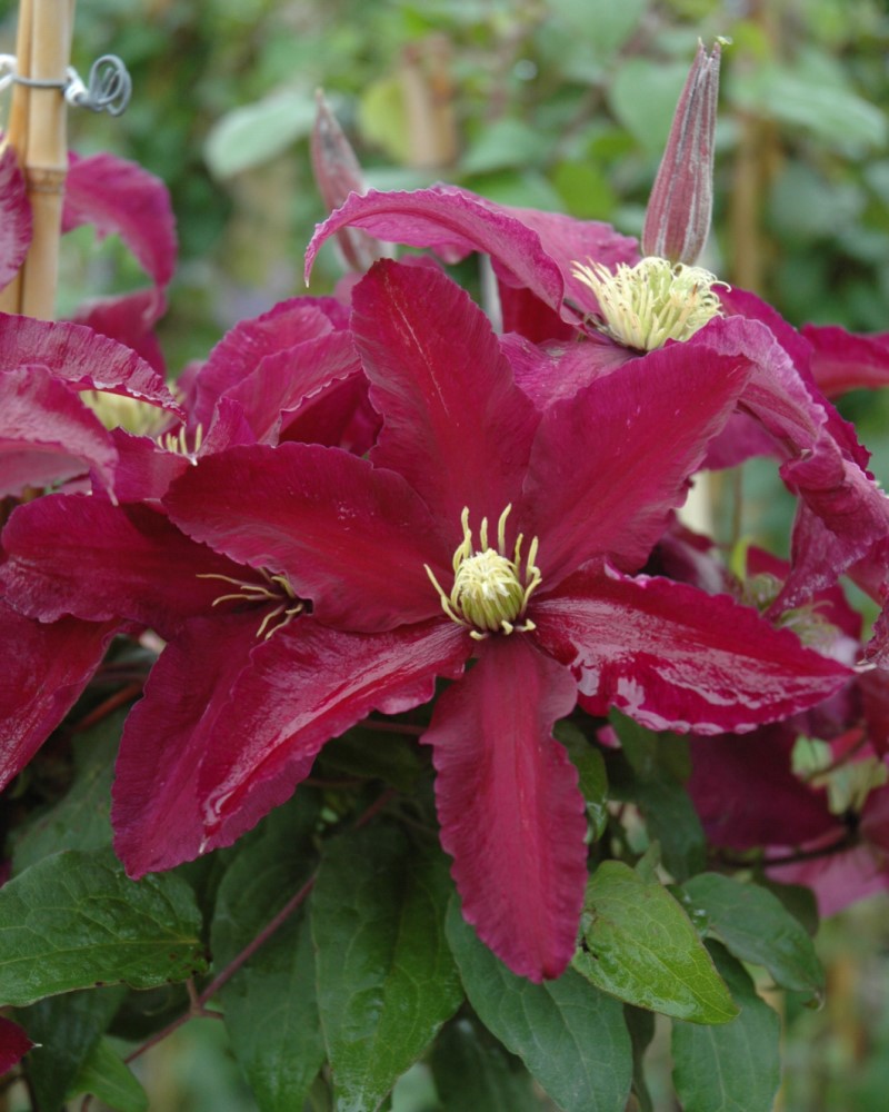 Niobe Clematis #1<br><i>Clematis Niobe</br></i>