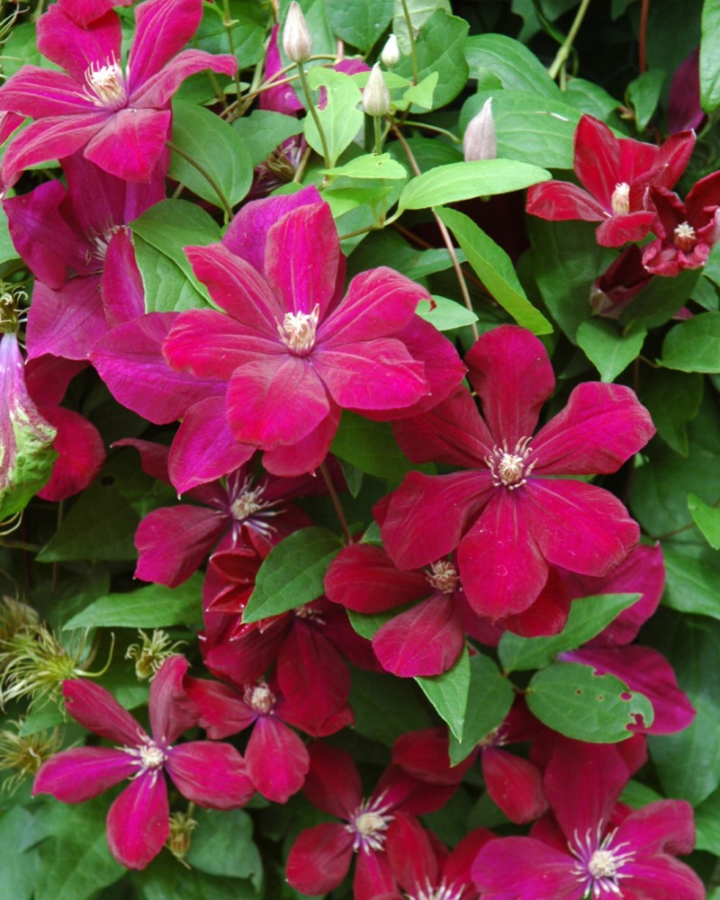 Rouge Cardinal Clematis #1<br><i>Clematis Rouge Cardinal</br></i>