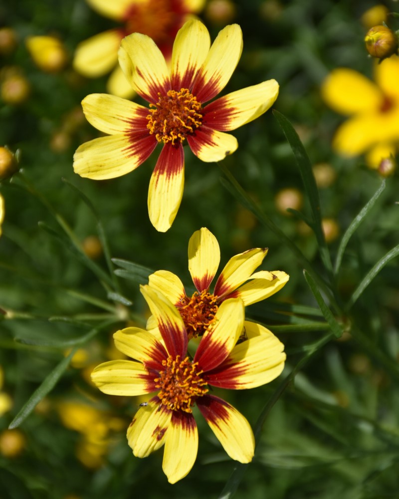 Bengal Tiger® Tickseed #1<br><i>Coreopsis Bengal Tiger</br></i>