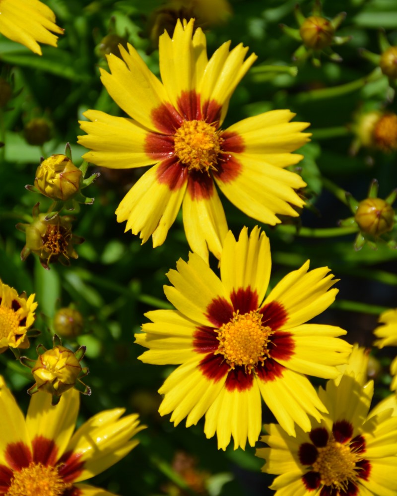 Sunkiss Tickseed #1<br><i>Coreopsis grandiflora SunKiss</br></i>