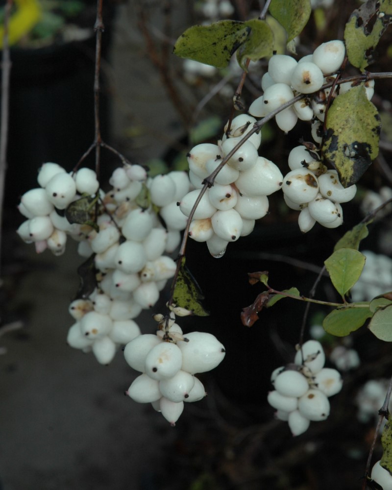 Snowberry #5<br><i>Symphoricarpos albus</br></i>