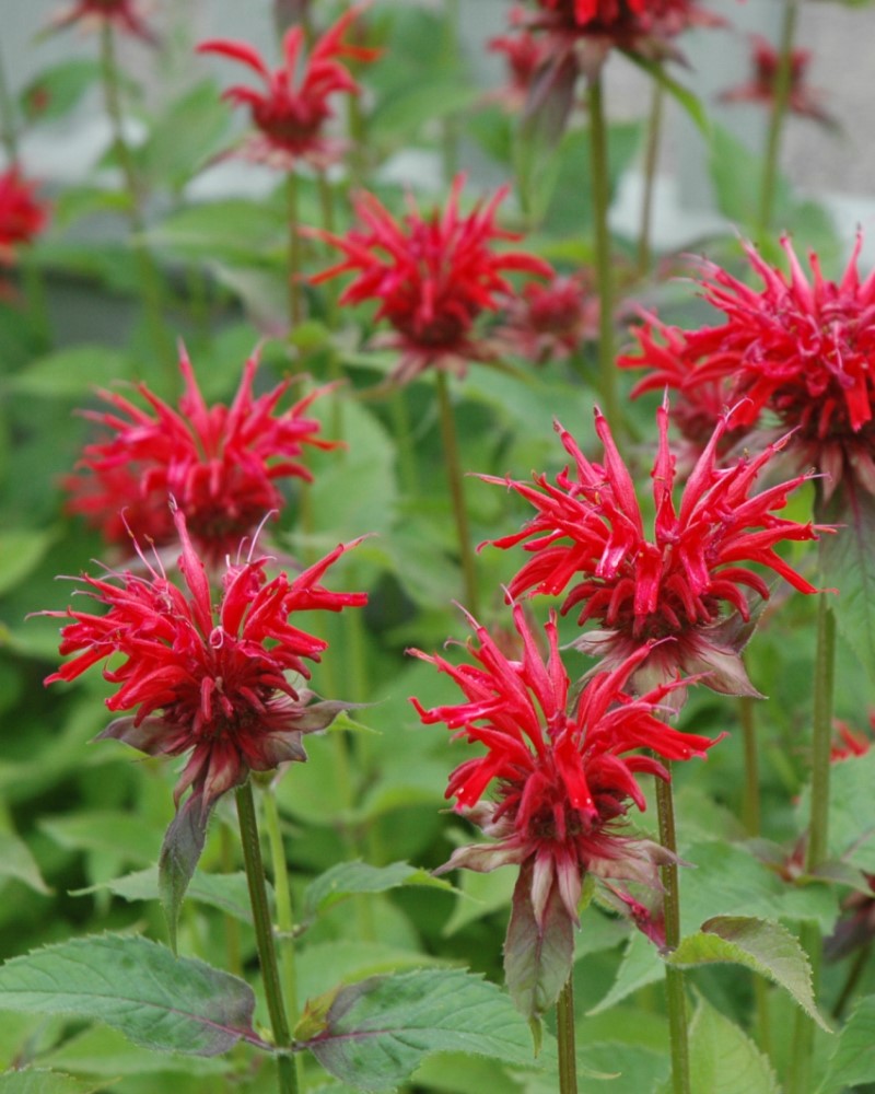 Jacob Cline Beebalm #1<br><i>Monarda Jacob Cline</br></i>