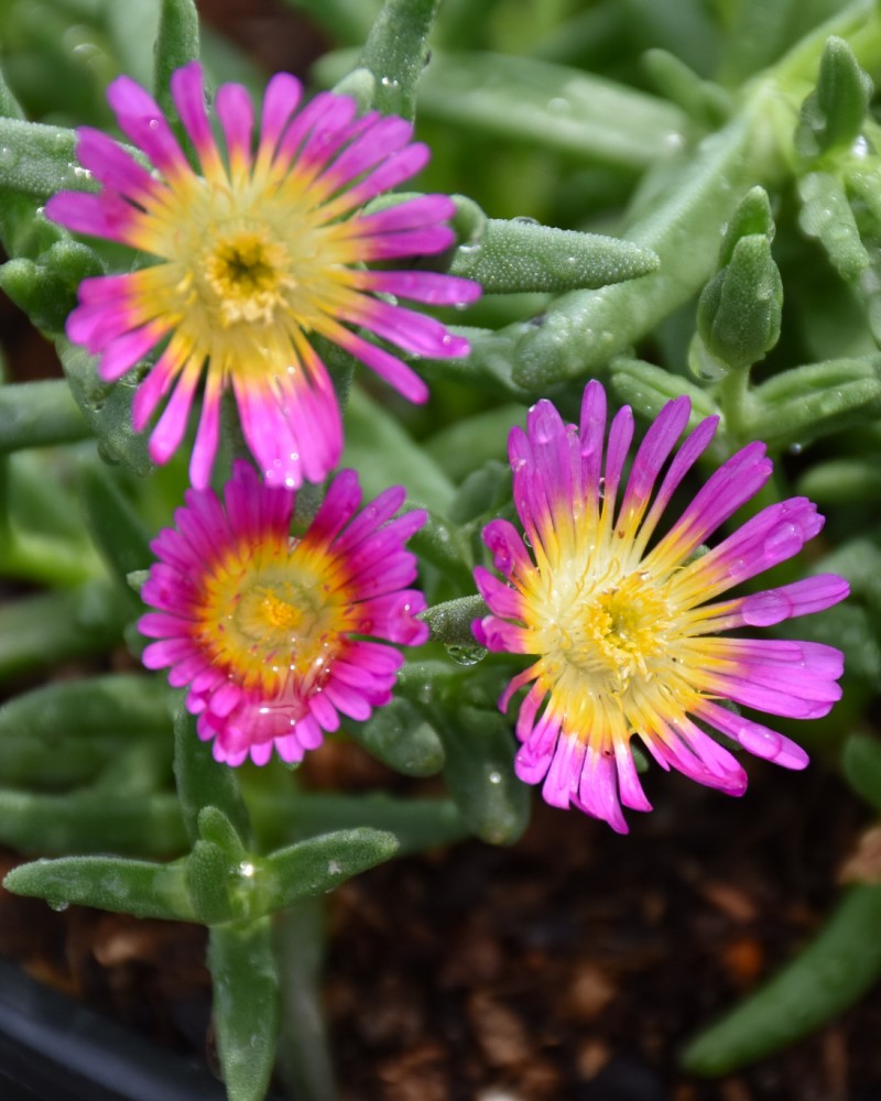 Wheels of Wonder Hot Pink Wonder Ice Plant #1<br><i>Delosperma WOWDRY1</br></i>