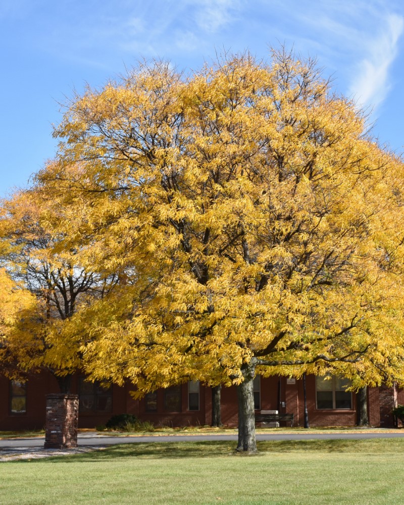 Shademaster Honeylocust #15<br><i>Gleditsia triacanthos Shademaster</br></i>