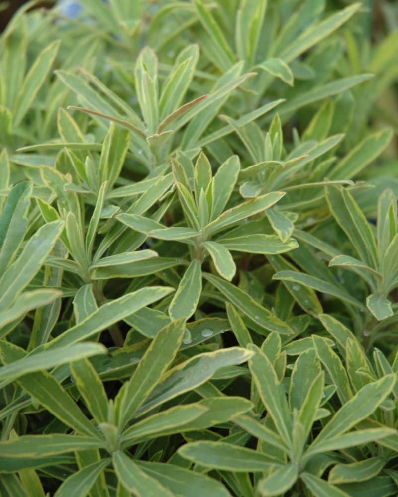 Ascot Rainbow Variegated Spurge #1<br><i>Euphorbia Ascot Rainbow</br></i>