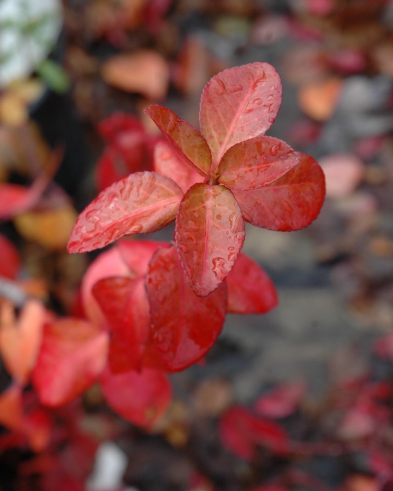 Purpleleaf Wintercreeper #5<br><i>Euonymus fortunei Coloratus</br></i>