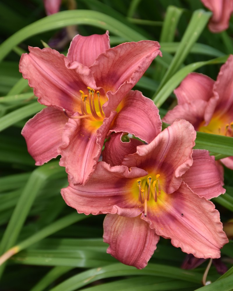 Happy Ever Appster® Rosy Returns Daylily #1<br><i>Hemerocallis Rosy Returns</br></i>