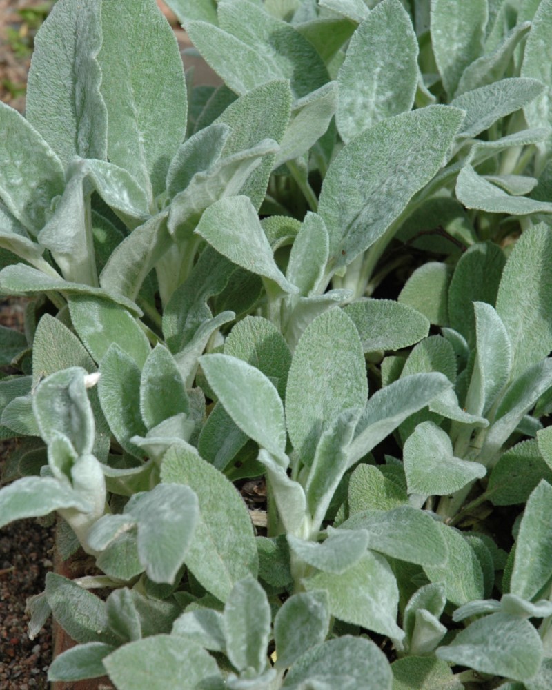 Helene Von Stein Lambs Ears #1<br><i>Stachys byzantina Helene Von Stein</br></i>
