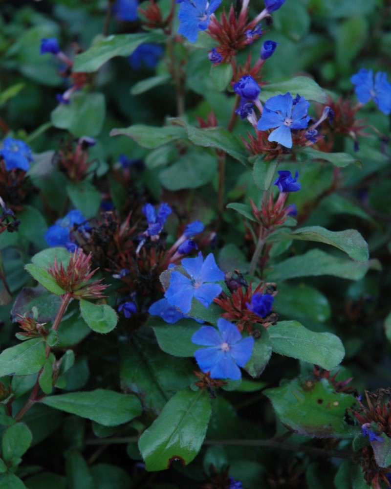 Plumbago #1<br><i>Ceratostigma plumbaginoides</br></i>