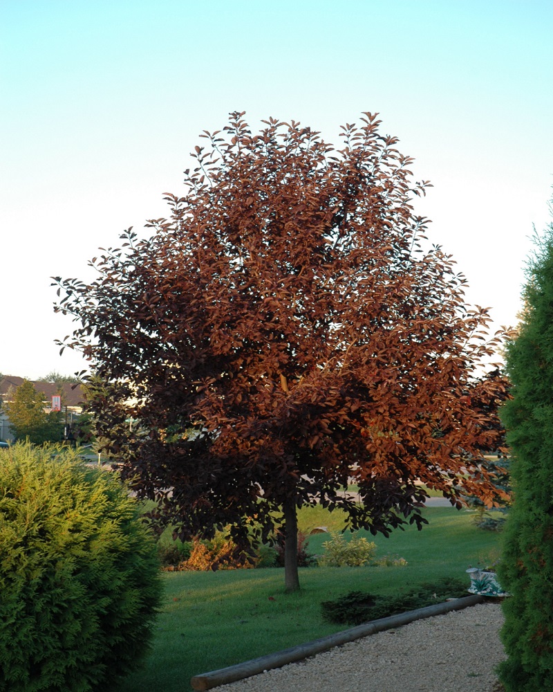 Chokecherry Canada Red #20