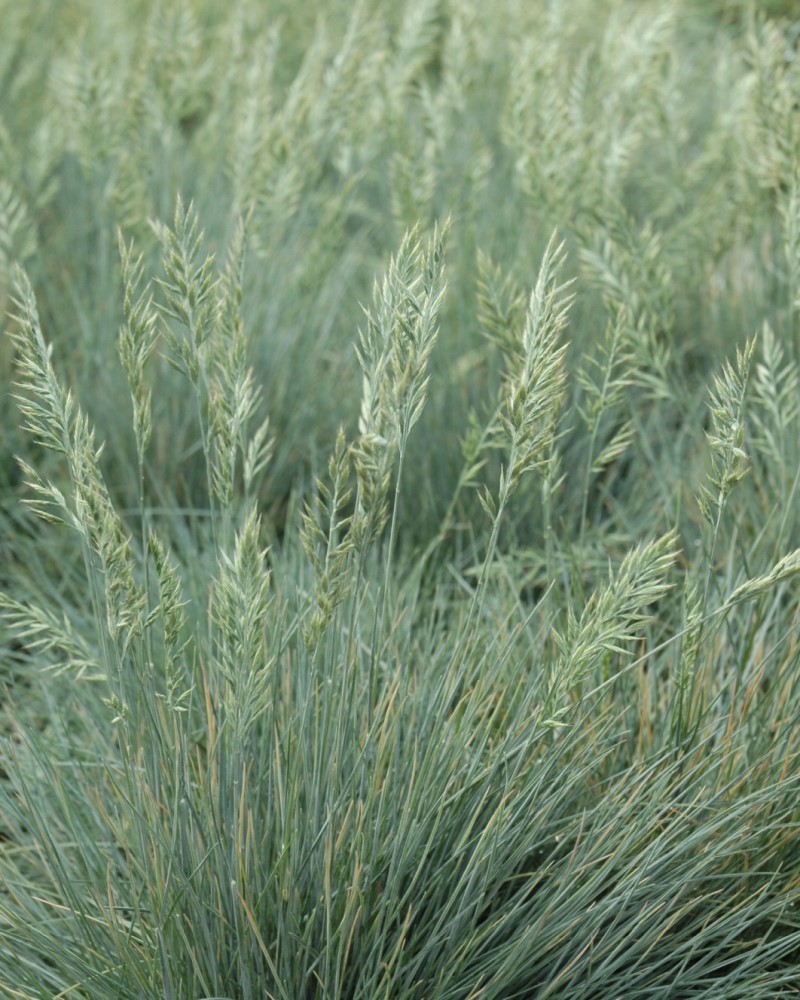 Elijah Blue Fescue #1<br><i>Festuca glauca Elijah Blue</br></i>