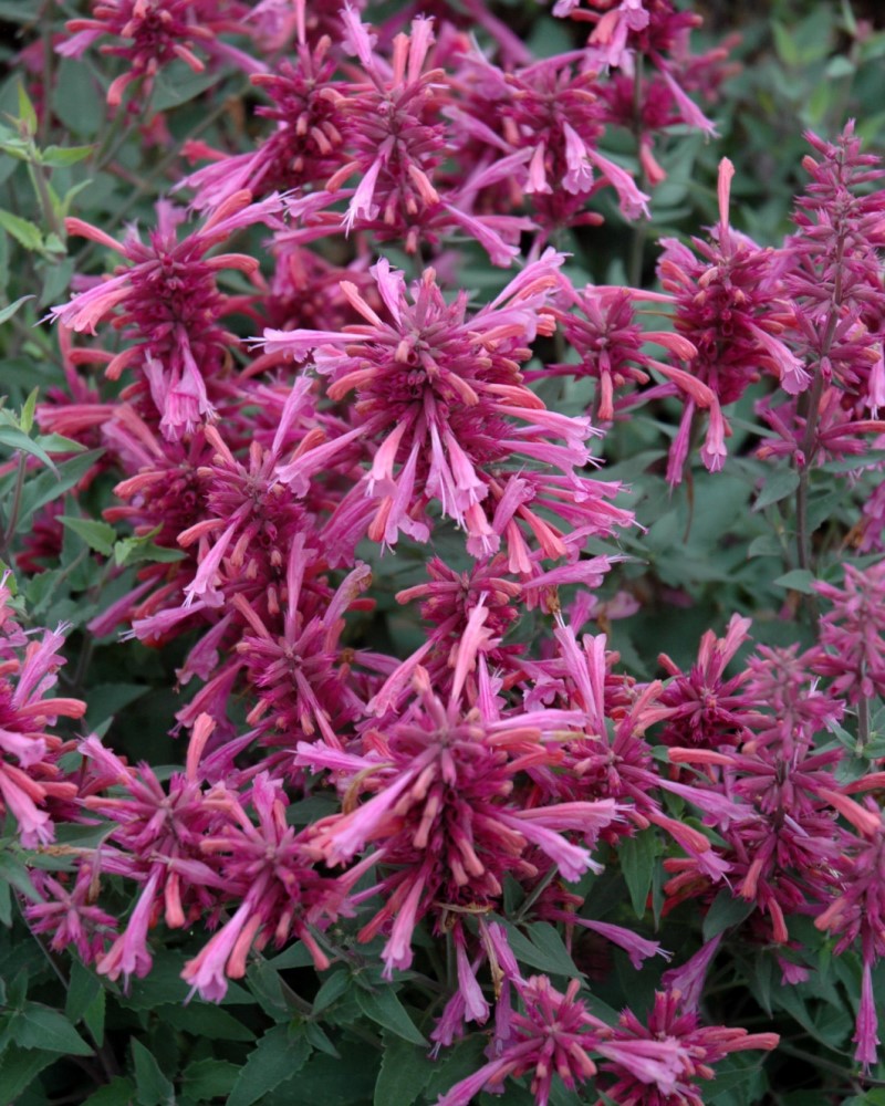 Rosie Posie Hyssop #1<br><i>Agastache Rosie Posie</br></i>