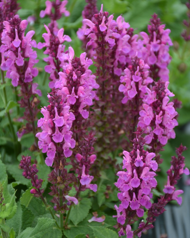 Rose Marvel Meadow Sage #1<br><i>Salvia nemorosa Rose Marvel</br></i>