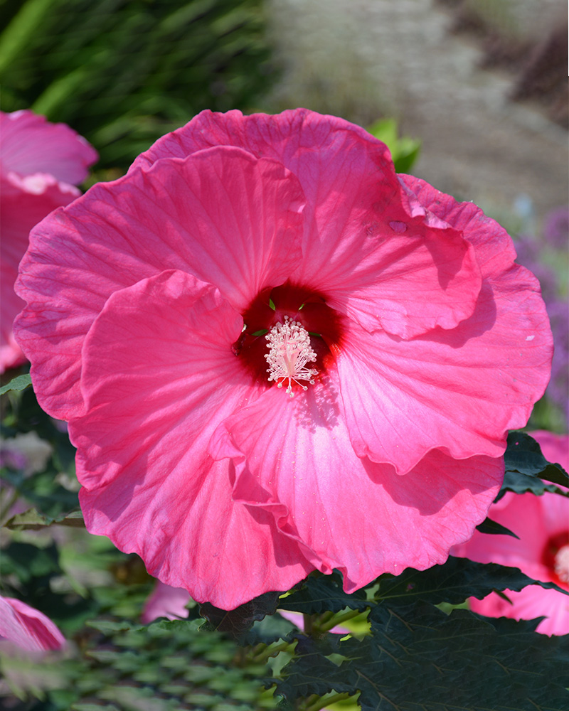 Airbrush Effect Hibiscus<br><i>Hibiscus Airbrush Effect</br></i>