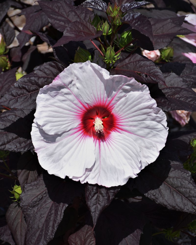 Hibiscus Dark Mystery #3
