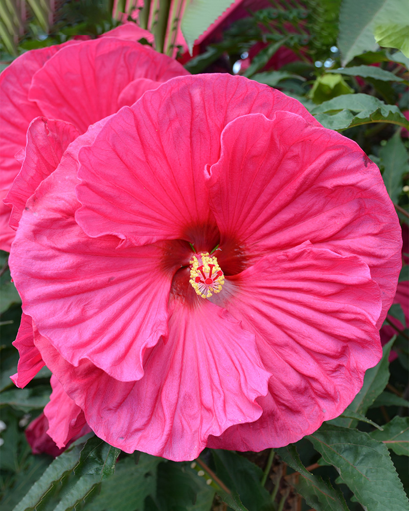 Summer In Paradise Hibiscus<br><i>Hibiscus Summer In Paradise</br></i>