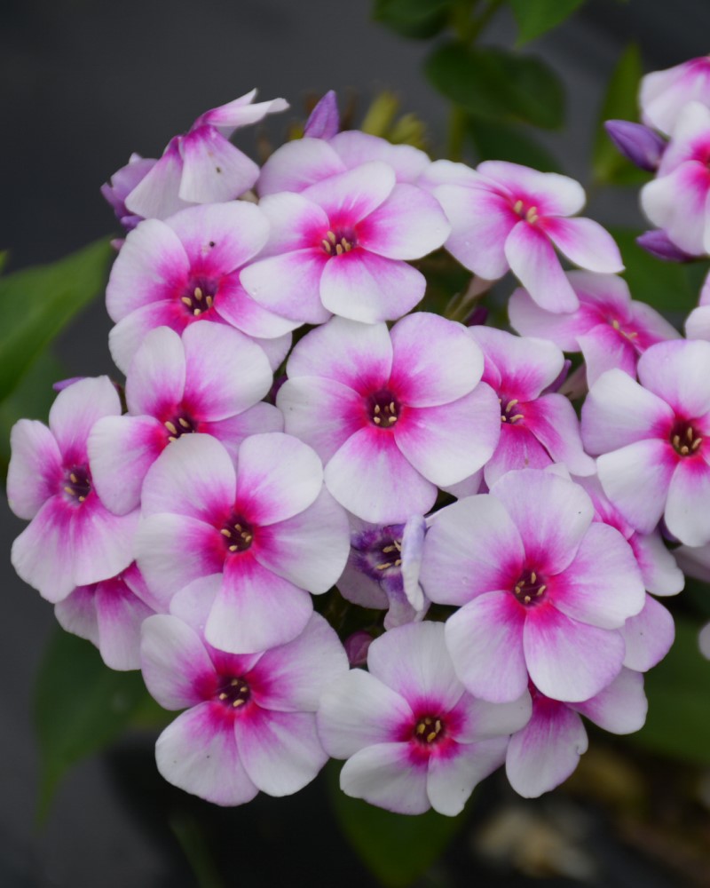 Ka-Pow® White Bicolor Garden Phlox<br><i>Phlox paniculata Balkapowibi</br></i>