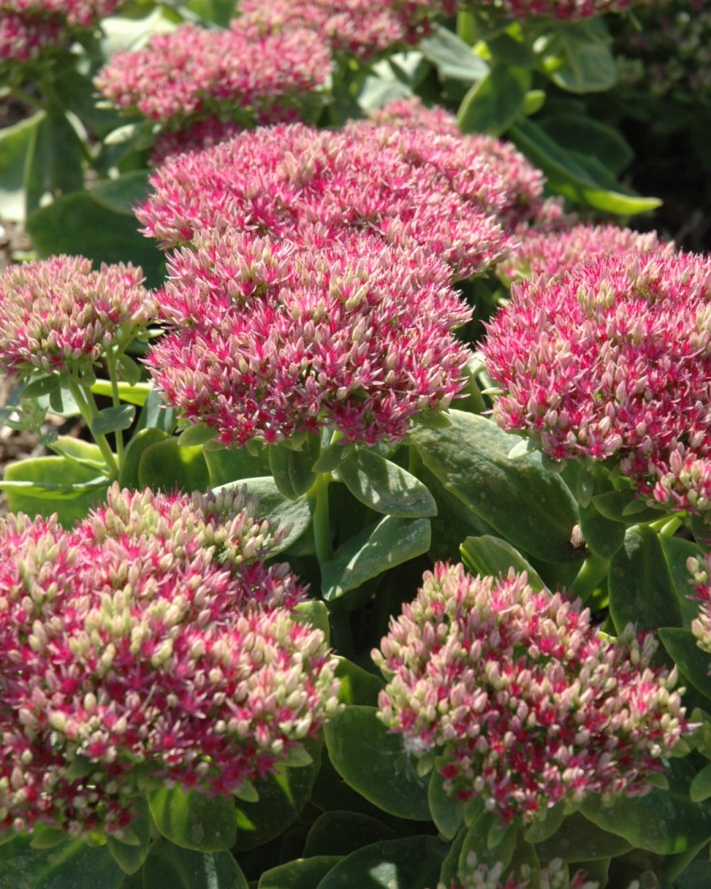 Hot Stuff Stonecrop #1<br><i>Sedum spectabile Hot Stuff</br></i>