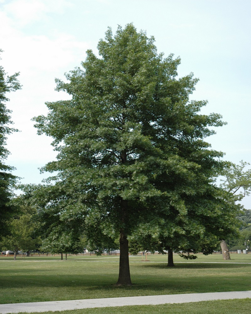 Pin Oak<br><i>Quercus palustris</br></i>