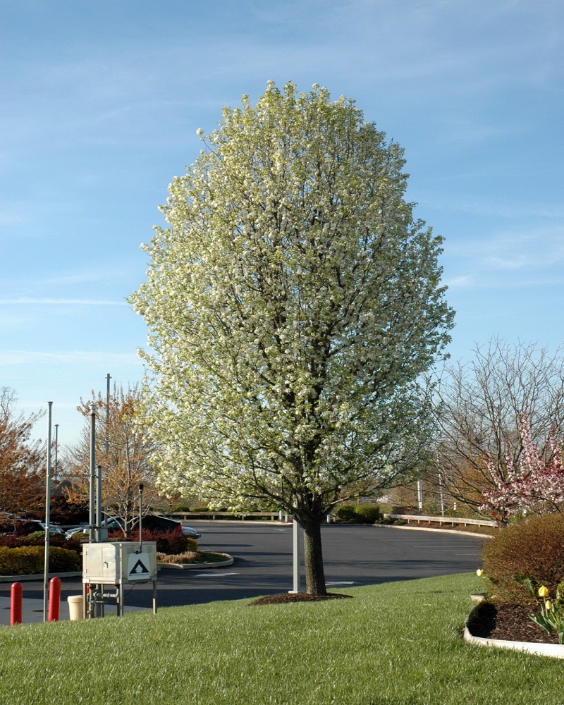 Chanticleer Ornamental Pear<br><i>Pyrus calleryana Chanticleer</br></i>