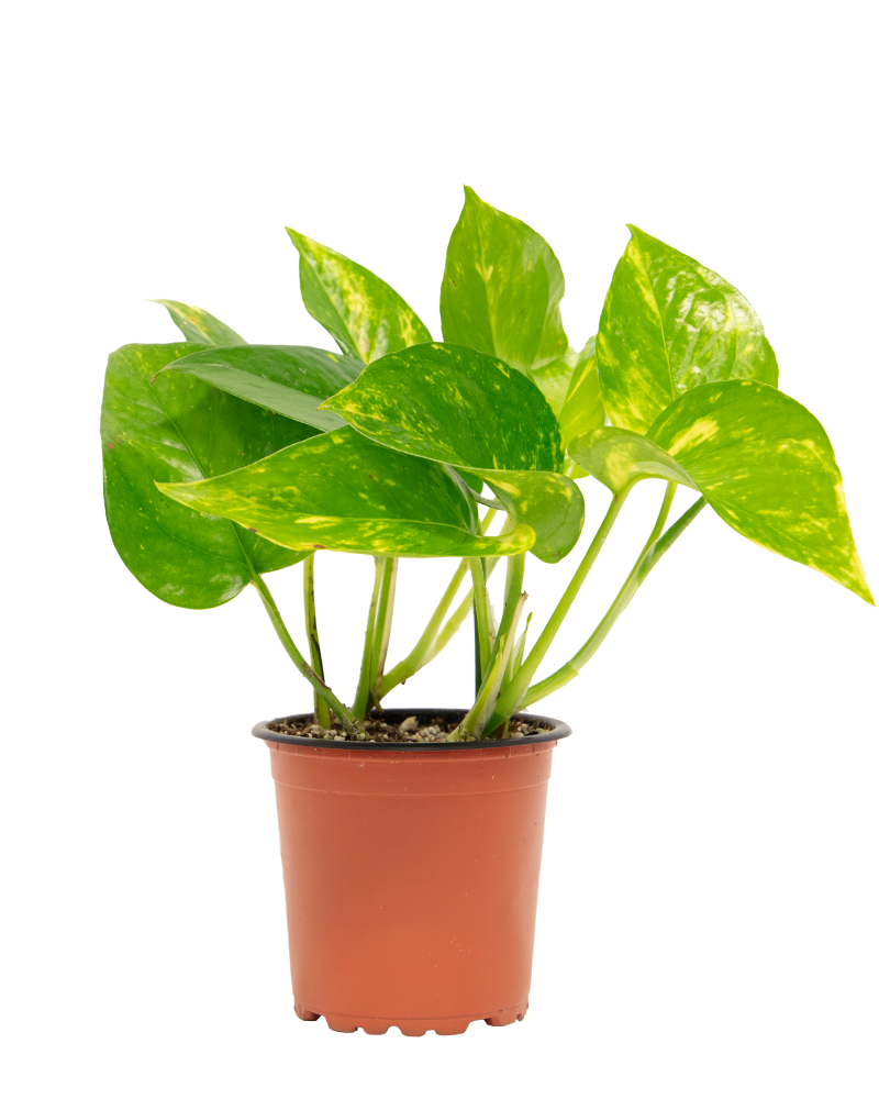 Pothos Golden 3.5"