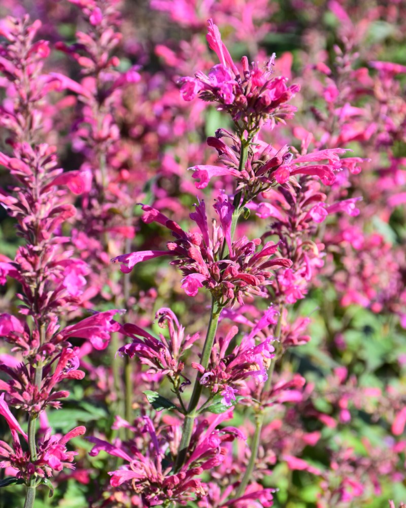 Morello Hyssop #1<br><i>Agastache Morello</br></i>