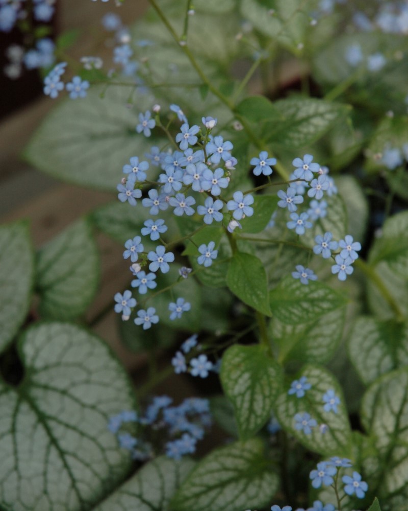 Jack Frost Bugloss #1<br><i>Brunnera macrophylla Jack Frost</br></i>
