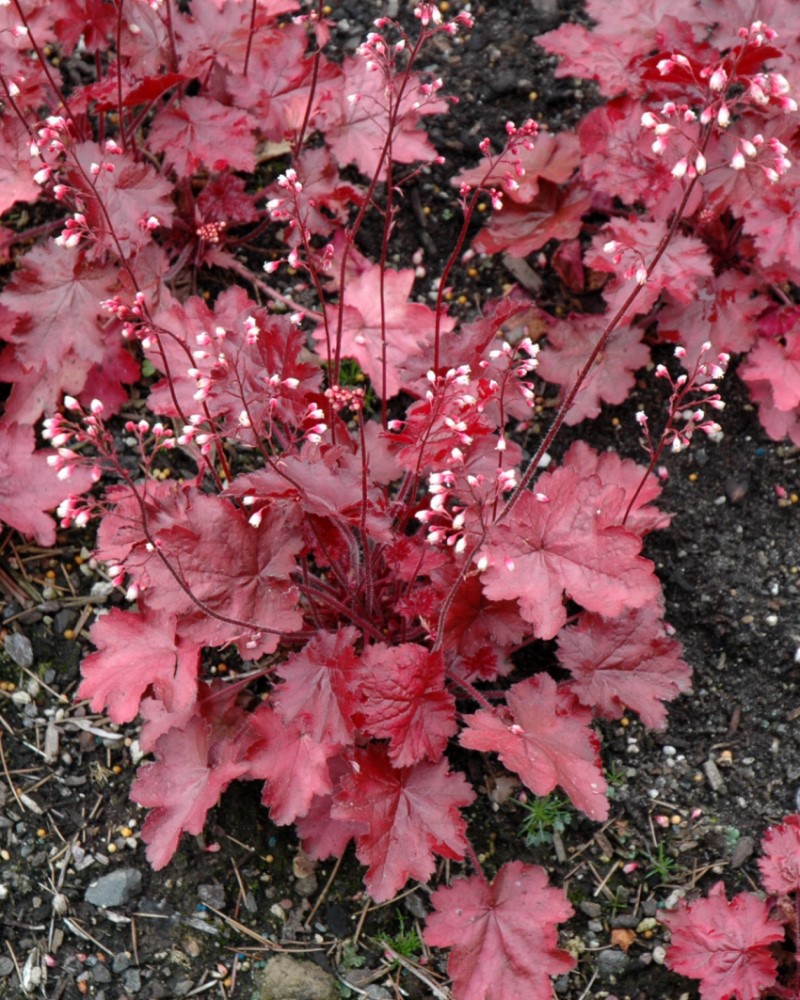 Fire Chief Coral Bells #1<br><i>Heuchera Fire Chief</br></i>