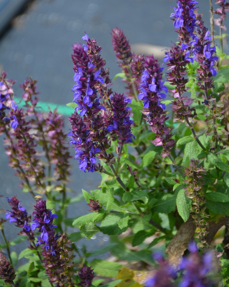 New Dimension Blue Sage #1<br><i>Salvia nemorosa PAS889972</br></i>