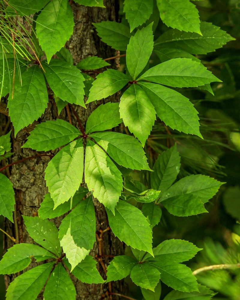 Virginia Creeper #5<br><i>Parthenocissus quinquefolia</br></i>