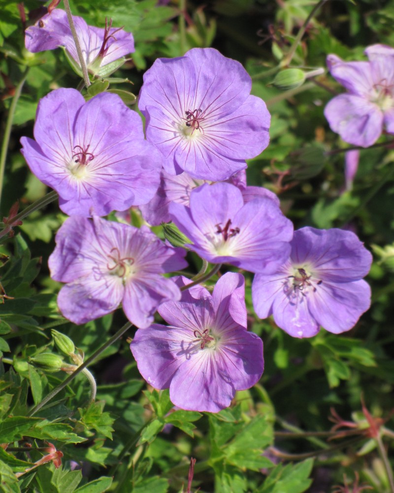 Rozanne Cranesbill #1<br><i>Geranium Rozanne</br></i>