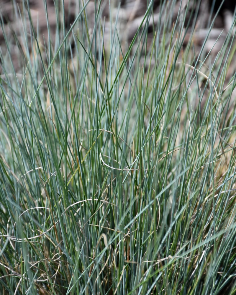 Boulder Blue Fescue #1<br><i>Festuca glauca Boulder Blue</br></i>