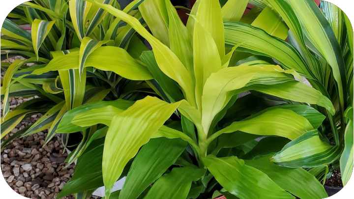 Indoor Plants