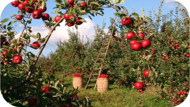 Fruit Trees