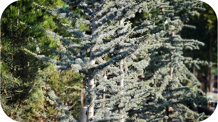 Evergreen Trees