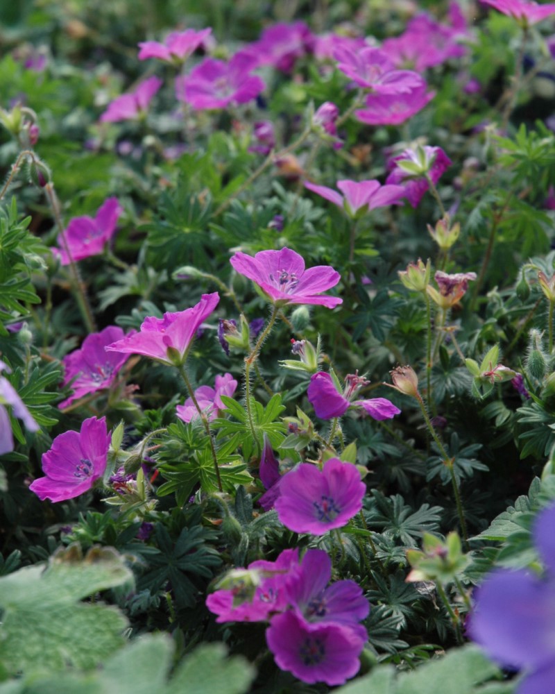 Max Frei Cranesbill #1<br><i>Geranium sanguineum Max Frei</br></i>