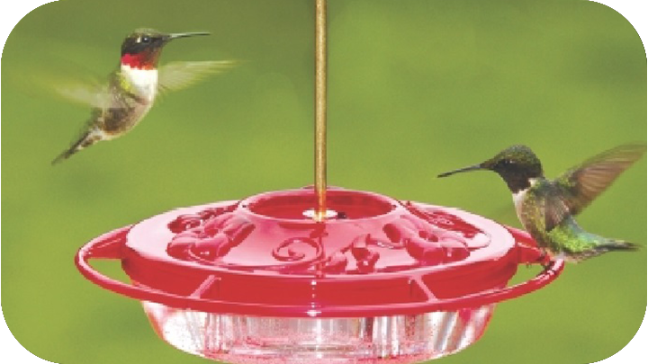 Nectar, Jelly and Mealworms