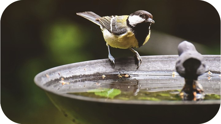 Bird Baths