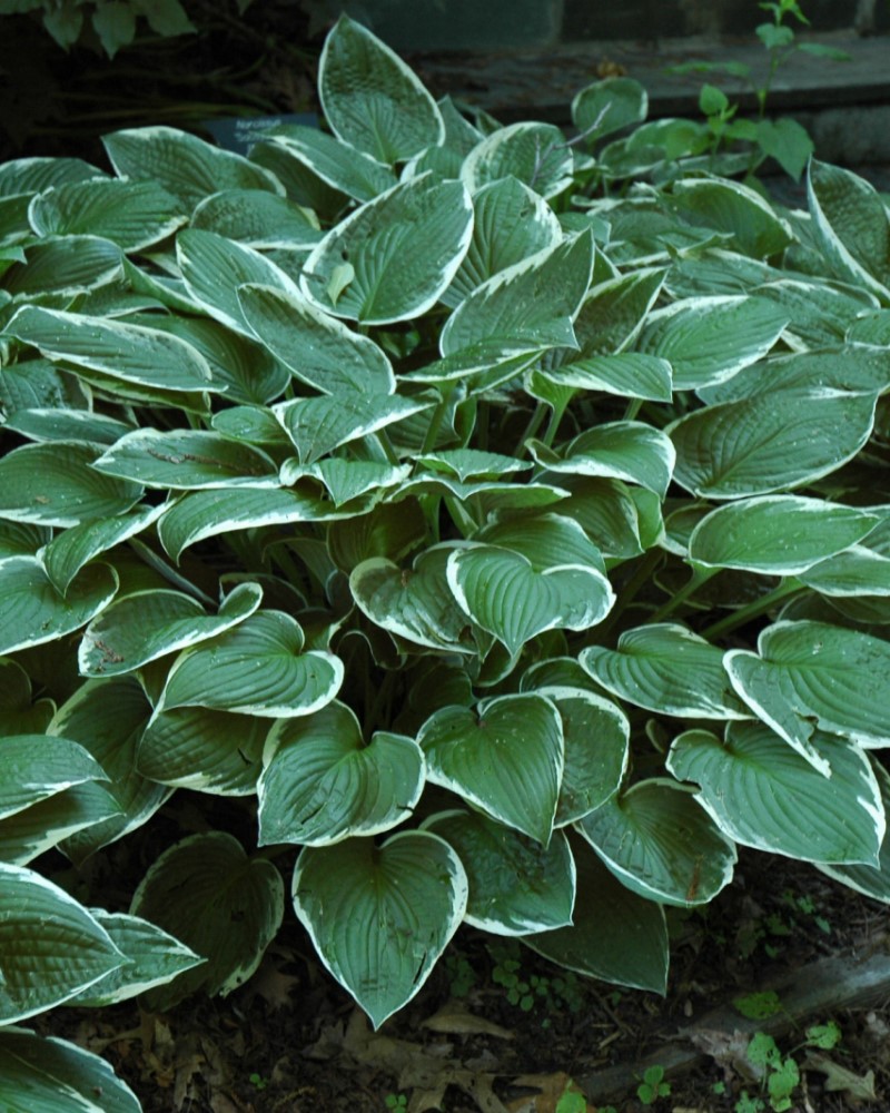 Francee Hosta #1<br><i>Hosta Francee</br></i>