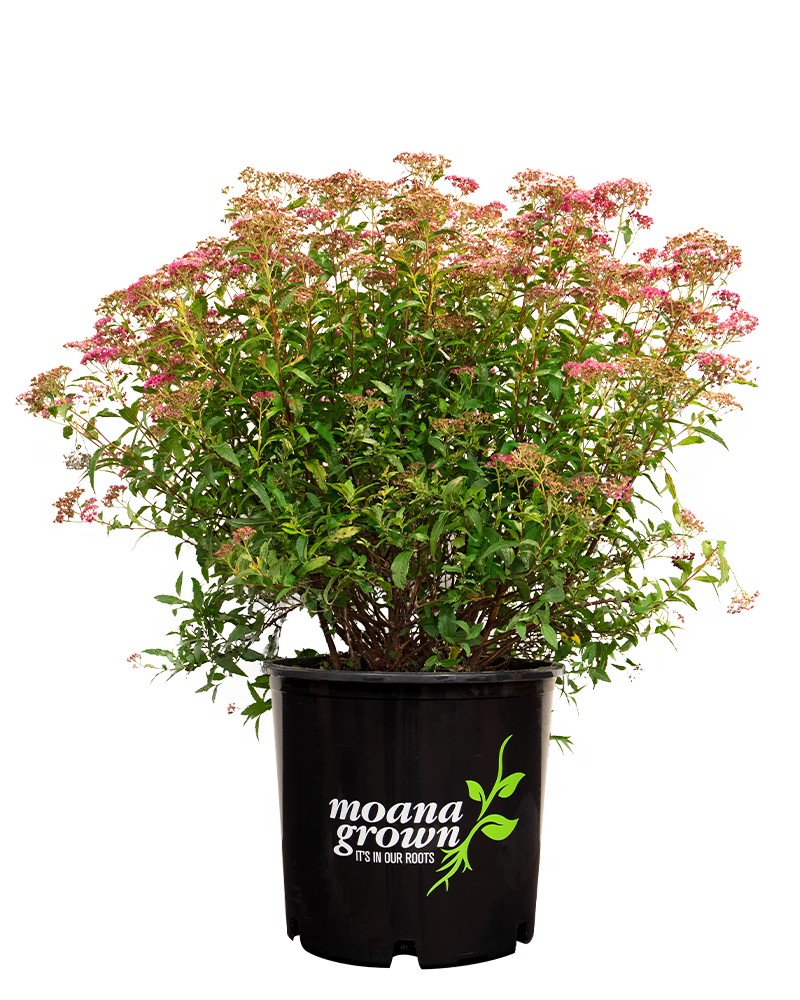 Neon Flash Spirea #5<br><i>Spiraea japonica Neon Flash</br></i>