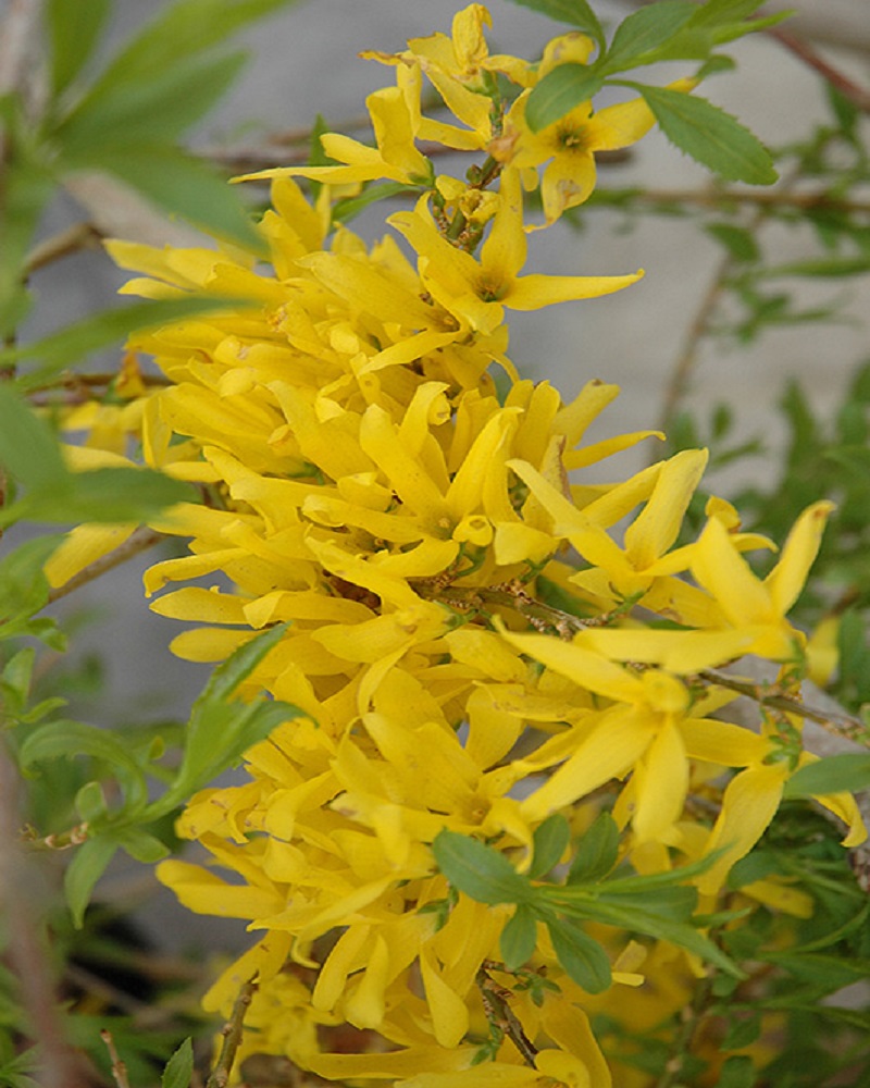 Gold Tide Forsythia #3<br><i>Forsythia x intermedia Courtasol</br></i>