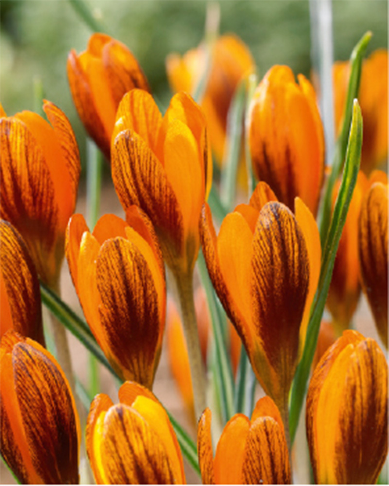 Crocus Orange Monarch